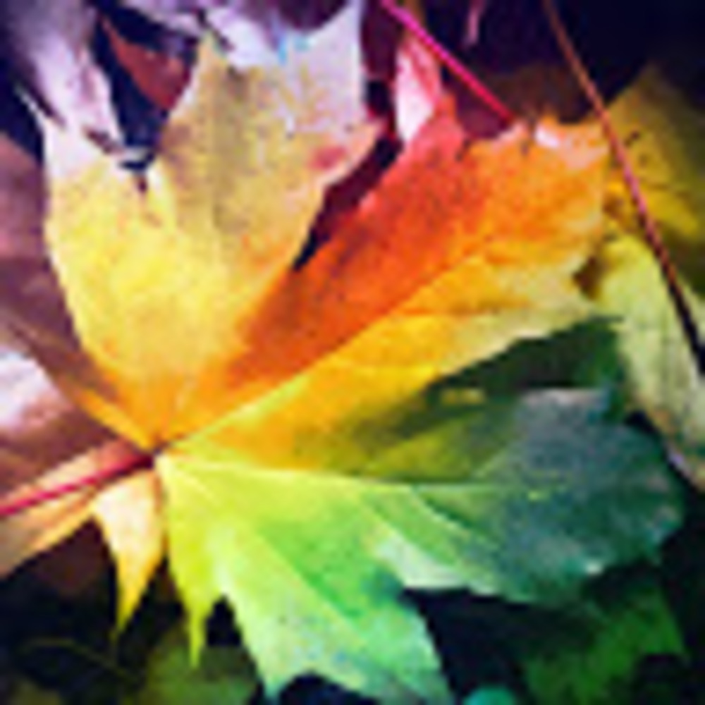 Meet your Posher, Shaelyn